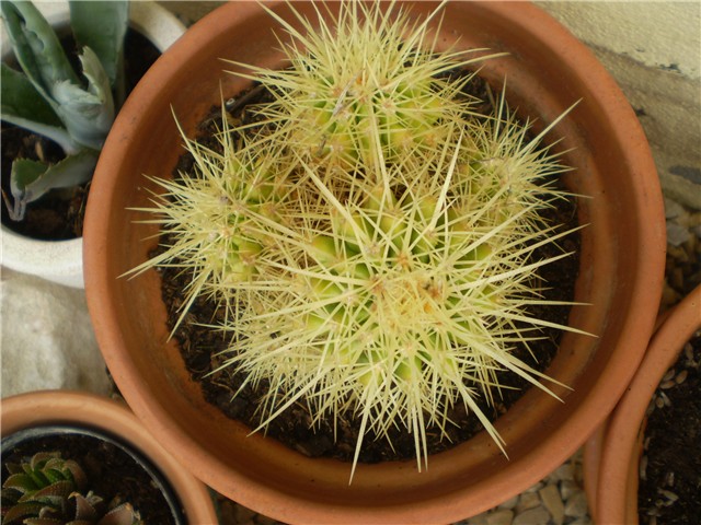 kaktus